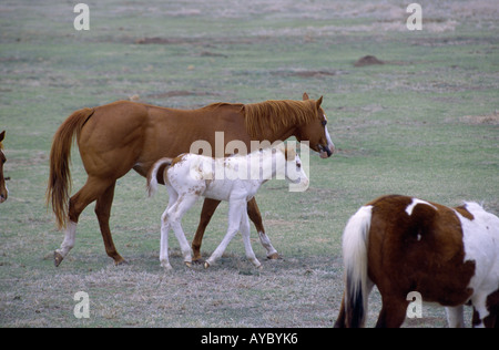 FOHLEN, DIE BEWEIDUNG MIT STUTEN IM WINTER FELD OKLAHOMA Stockfoto