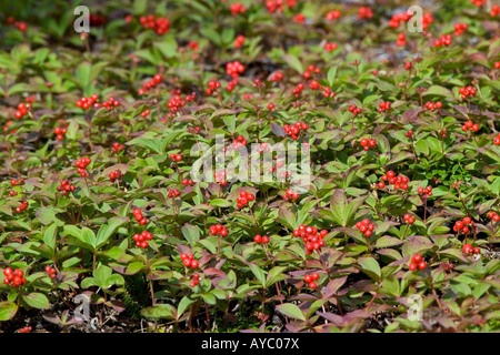 USA, Alaska. Zwerg-Hartriegel-Beeren hinzufügen helle Flecken der Farbe Ende Juli in die Alaska Range in der Nähe von Denali-Nationalpark. Stockfoto