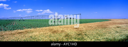 WEIZEN IM VORDERGRUND MIT MAIS IM HINTERGRUND NORDEN DER GARTENSTADT KANSAS Stockfoto