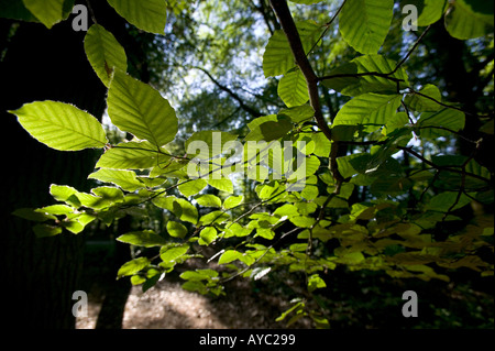Leaves lit morning sunshine in an English forest Stockfoto