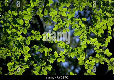 Leaves lit morning sunshine in an English forest Stockfoto