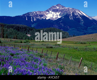 Colorado Mountains mit blühende blaue Lupine Futter einen rustikalen Zaun im Vordergrund Wiese Stockfoto