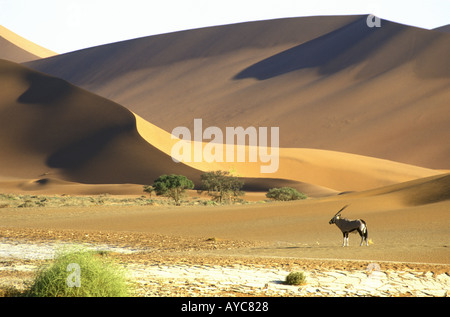 Gemsbock in der Namib-Wüste in der Namib Naukluft Nationalpark Namibia Südwest-Afrika Stockfoto