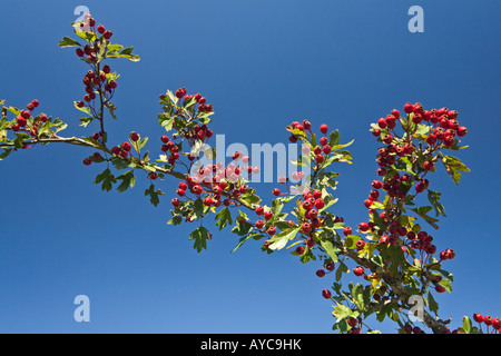 Der Weißdorn (Crataegus Monogyna) in Fruktifikation. Aubépine Monogyne (Crataegus Monogyna) En Früchte. Stockfoto