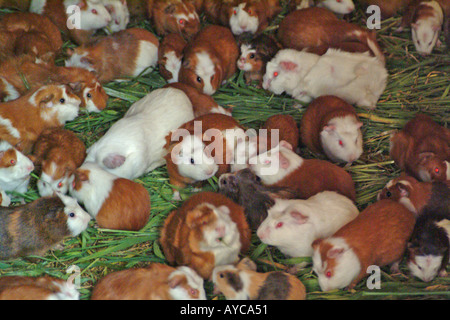 Meerschweinchen in Peru gegessen werden bereit Stockfoto