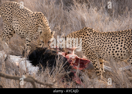 Afrika, Afrika, Kenia, Kenianer, Lewa Downs, Gepard, Stockfoto