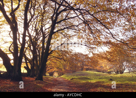 Oxlow Rake Buchenwälder Stockfoto