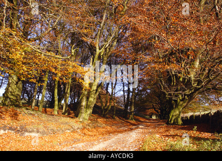 Oxlow Rake Buchenwälder Stockfoto