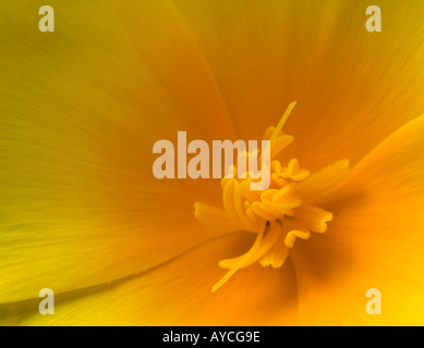Kalifornischer Mohn Eschscholzia Californica Detail hautnah Stockfoto