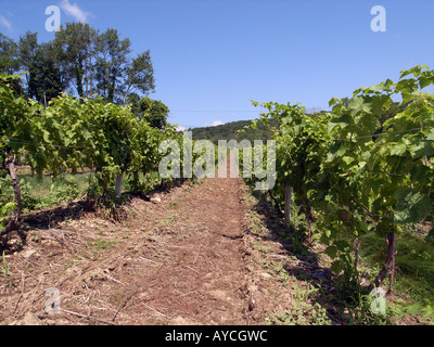 Trauben auf Reben im Weinberg in Neu-England Stockfoto