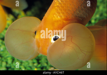 Wasser-Blase Auge Goldfisch (Carassius Auratus Auratus Stockfoto, Bild