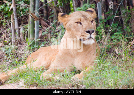 Ein Löwe in einer indischen Safari Park reserve Stockfoto