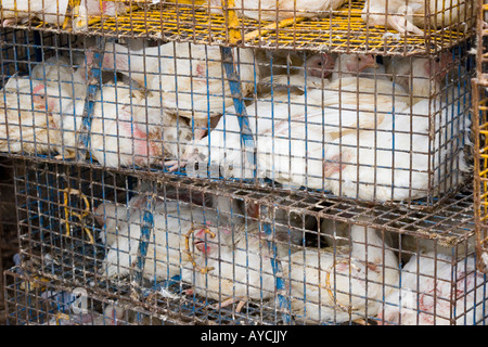 Hühner zusammengepfercht in winzigen Käfigen vor einem Geflügel-Geschäft in Indien Banaglore Stockfoto