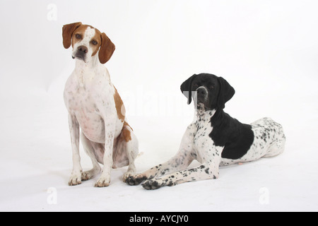 English Pointer-paar Stockfoto