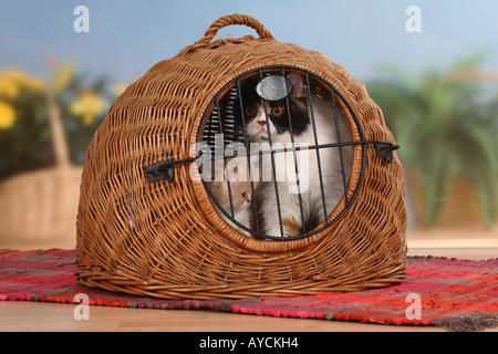 Perserkatze mit Kätzchen in Katze s Korb Zwinger Stockfoto