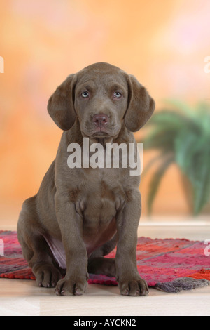 Chesapeake Bay Retriever Welpe 9 Wochen Stockfoto