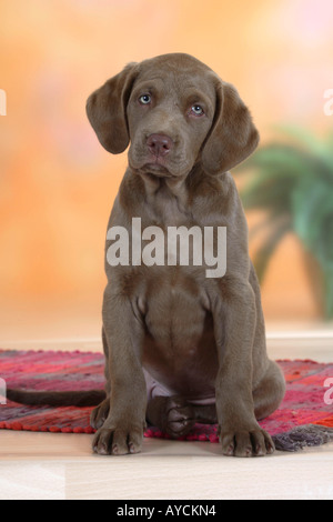 Chesapeake Bay Retriever Welpe 9 Wochen Stockfoto