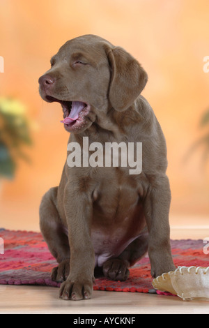 Chesapeake Bay Retriever Welpe 9 Wochen Stockfoto