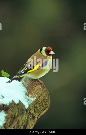 Stieglitz Zuchtjahr Zuchtjahr thront auf einem Baumstamm im Schnee im Winter in einem Garten in Shropshire England UK Europa mit Auge contac Stockfoto