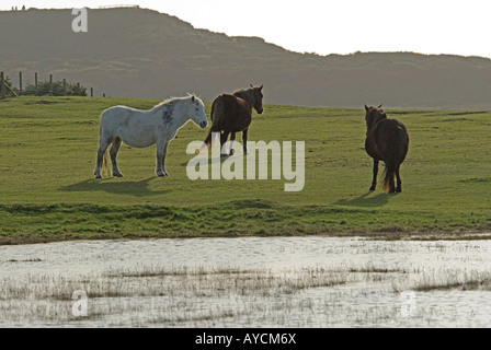 drei 3 Ponys Weiden Stockfoto