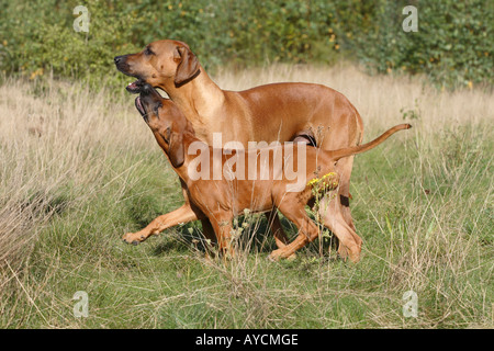 Rhodesian Ridgeback mit Welpen 14 Wochen Stockfoto