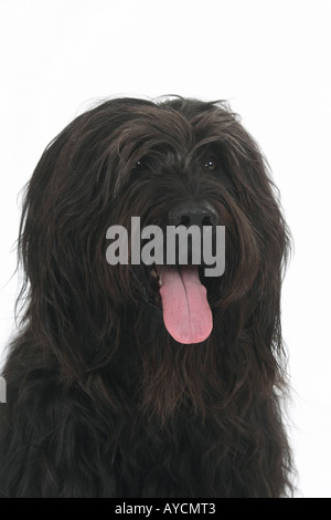 Briard-Berger de Brie Stockfoto