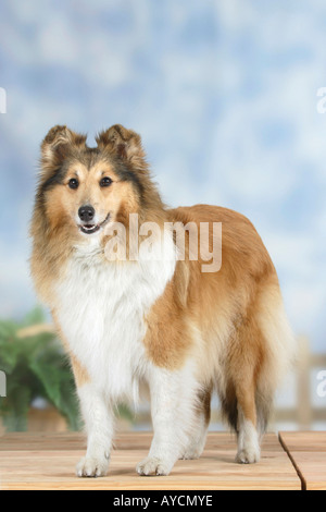 Sheltie Sheltie Stockfoto