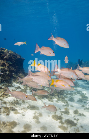 Mehreren Schulmeister und Mahagoni Schnapper schwimmen in der Nähe von Unterwasser Riff. Stockfoto