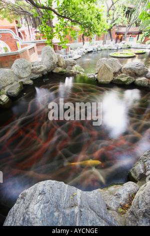 Spuren von Koi-Karpfen schwimmen im Teich Stockfoto