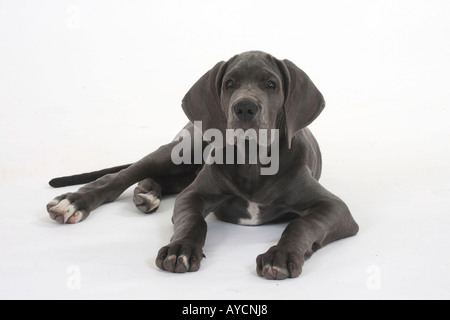 Deutsche Dogge Welpen 10 Wochen Stockfoto