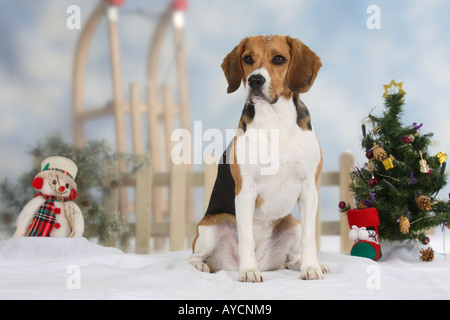 Beagle Stockfoto