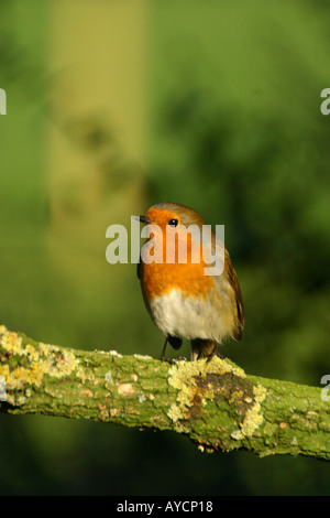 Robin Erithacus Rubecula auf Flechten bedeckt branch Stockfoto