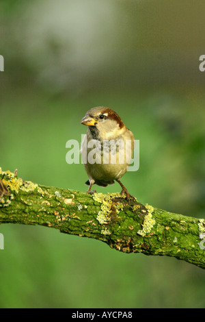 Haussperling Passer Domesticus auf Flechten bedeckt branch Stockfoto