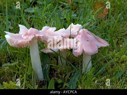 Pink Waxcap, oder Pink Ballerina, Porpolomopsis calyptriformis, im Grasland. Stockfoto