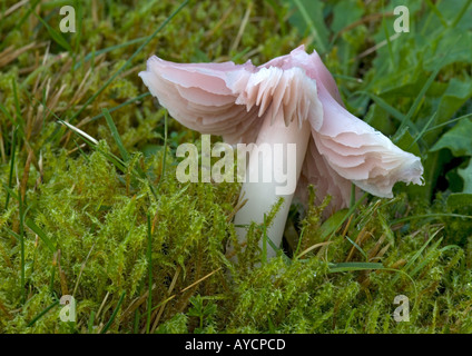 Pink Waxcap, oder Pink Ballerina, Porpolomopsis calyptriformis, im Grasland. Stockfoto