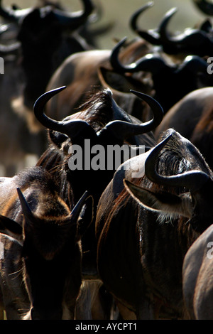 Wildebeest Migration Serengeti Tansania Stockfoto