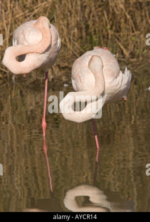 Zwei Erwachsene Rosaflamingos (Phoenicopterus Roseus) in der Lagune, Camargue, Frankreich Stockfoto