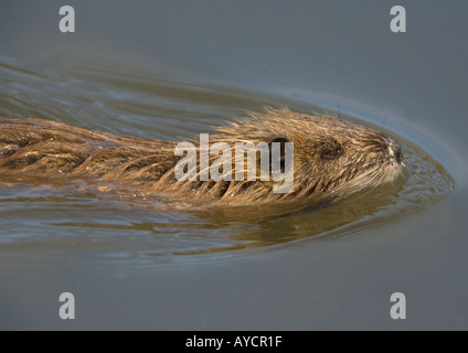 Junge Nutrias (Biber brummeln) schwimmen Stockfoto