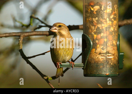 Grünfink Zuchtjahr Chloris, Samen von feeder Stockfoto