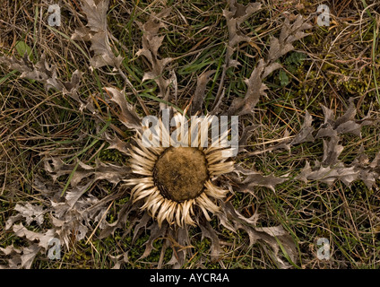 Eine stammlose Carline Thistle am meisten benutzt als Glücksbringer an Türen hängen Stockfoto