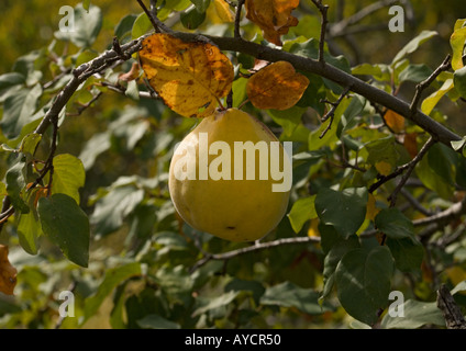 Frucht der Quitte (Cydonia Oblonga) Stockfoto