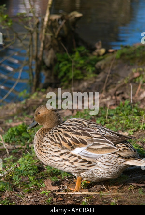 Sitzende Ente am Ufer Stockfoto