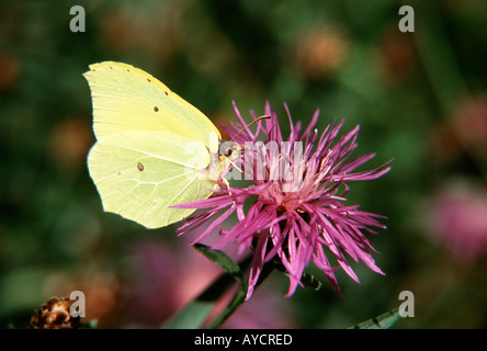 Gonepteryx rhamni Stockfoto
