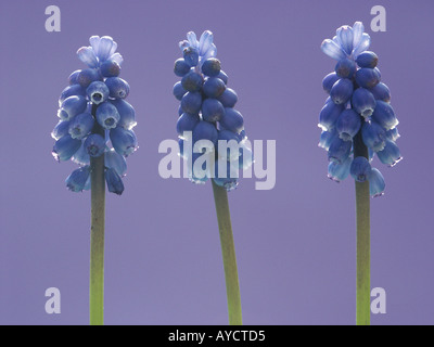 Drei blaue Trauben Hyazinthe blüht Stockfoto