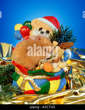 HAMSTER Goldhamster sitzen an einem Weihnachten Santa Claus Bär Figur aus Aluminiumoxid schlafen Grüße für Weihnachten Stockfoto