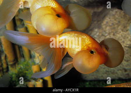 Wasser-Blase Auge Goldfisch (Carassius Auratus Auratus Stockfoto, Bild