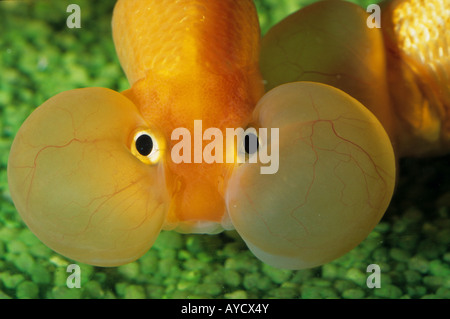 Wasser-Blase Auge Goldfisch (Carassius Auratus Auratus Stockfoto, Bild