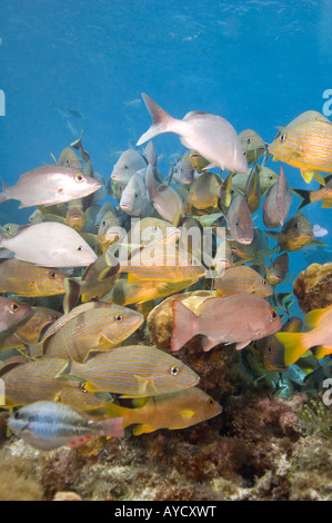 Halten sowie weiße Grunzen und Mahagoni Schnapper versammeln lose in einer Schule am Korallenriff. Stockfoto