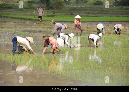 Vietnam. Vietnamesische Reis Arbeiter in einem Reisfeld in der Nähe von Nord-Vietnam Halong-Bucht zu Pflanzen. Hanoi. Stockfoto