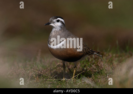 Weibliche Mornell, Charadrius Morinellus, im Sommer Gefieder Stockfoto